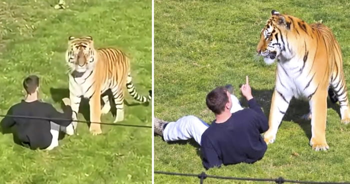 Tiger That Mauled Man To Death At Wildlife Park Will Not Be Euthanised, Officials Say