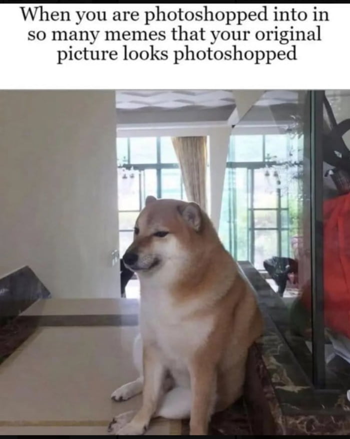 Poor doge