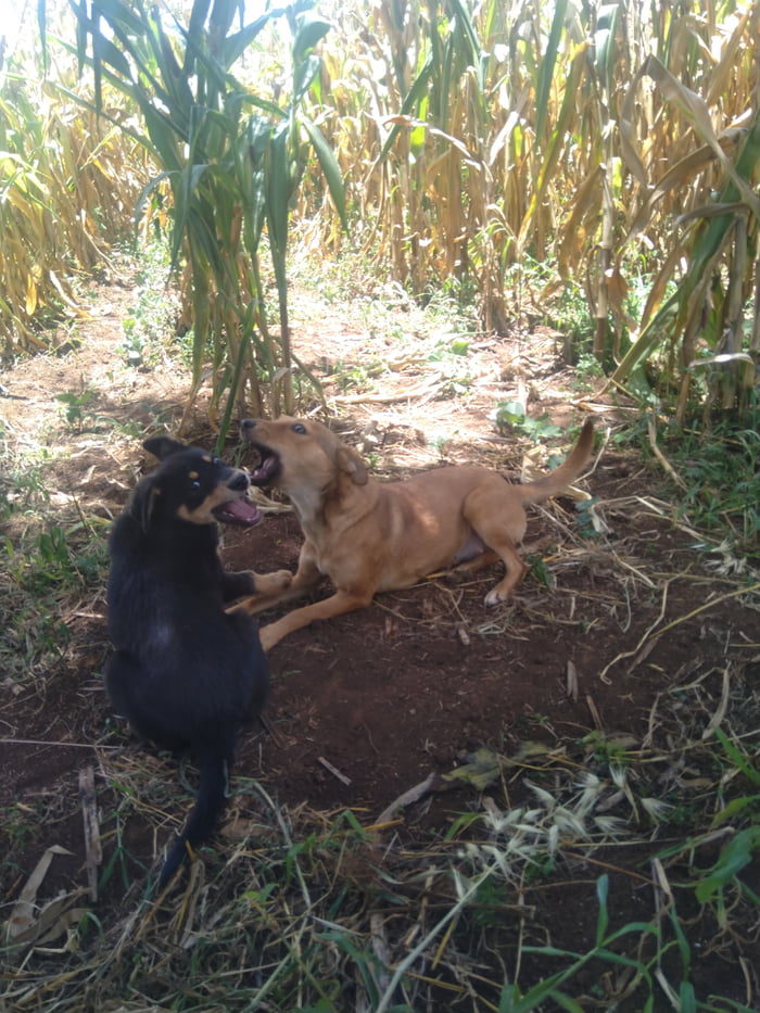 My dogs died yesterday. Some mf poisoned them. Worst day of my life.