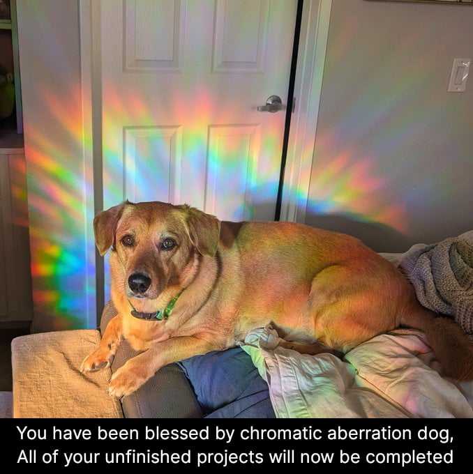 Dog blesses you