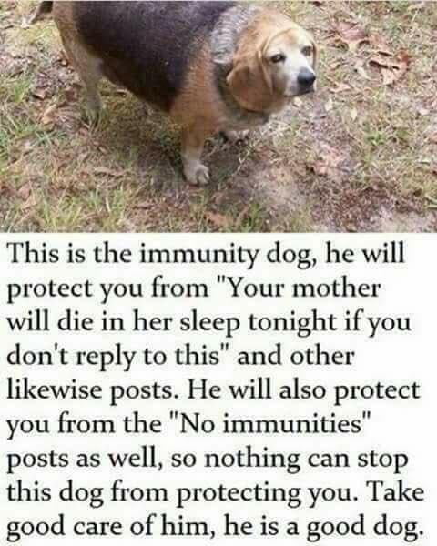 This good boy will protect you from cringe posts
