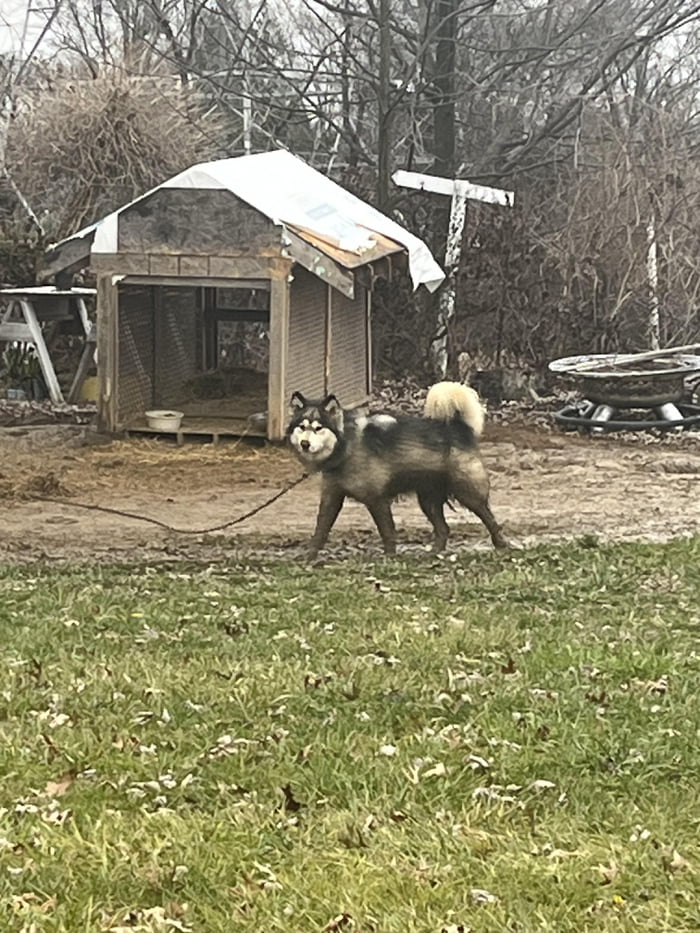 Does everyone agree that chaining a dog up 24/7 outside with no interaction to anyone is a form of animal abuse?