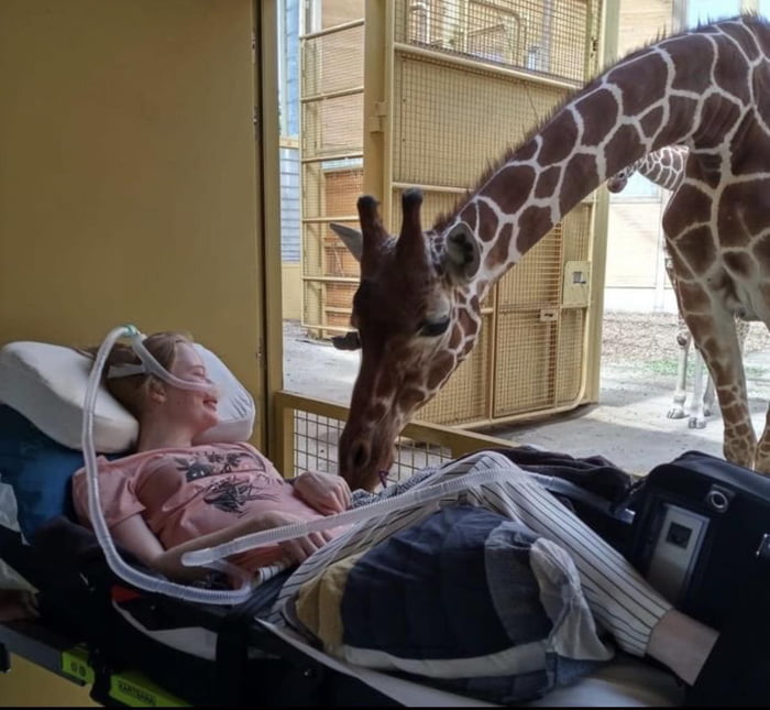 A giraffe saying hello to a terminally ill patient in a dutch zoo ( make a wish foundation )