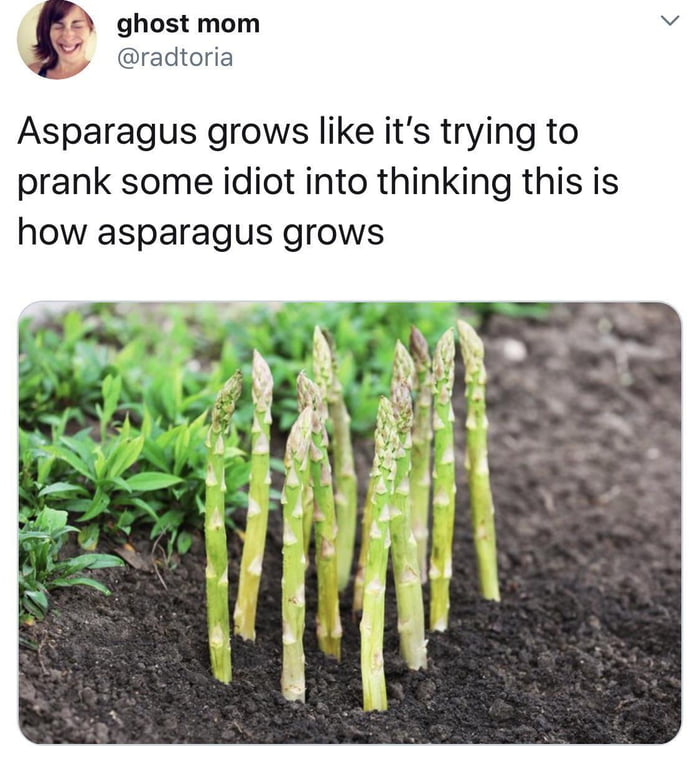 Never knew it grew like this. Would love to find myself in a forest of giant asparagus