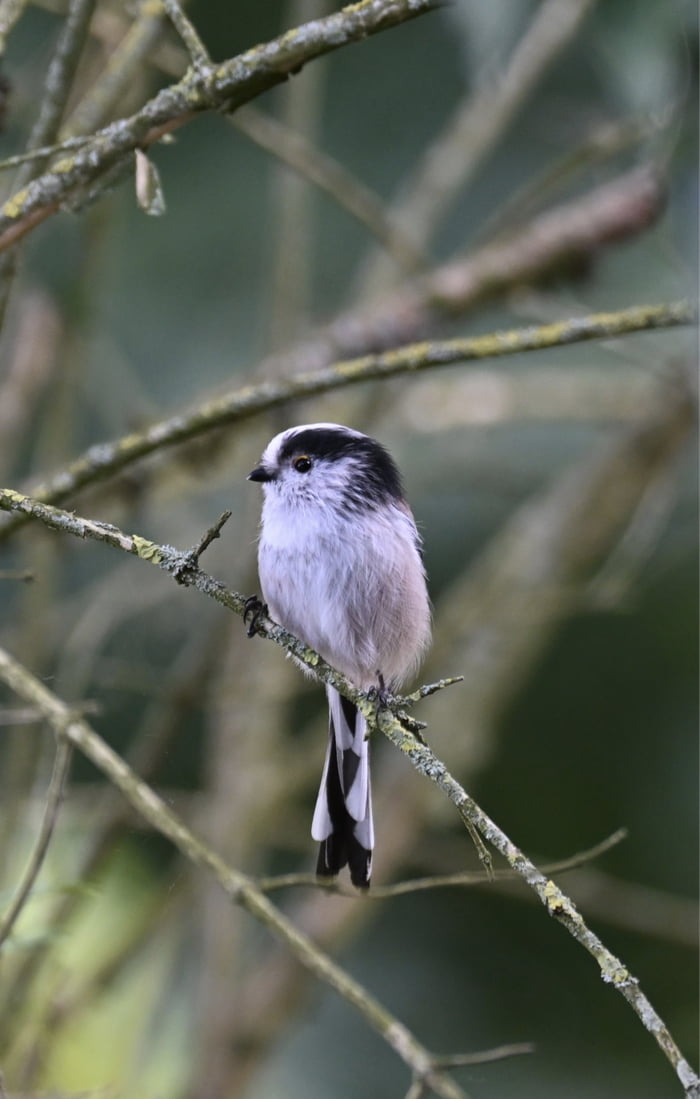 Trying my luck with a new hobby and taking pictures of birbs I find in the area. I thought with one was hecking cute and you might like it.