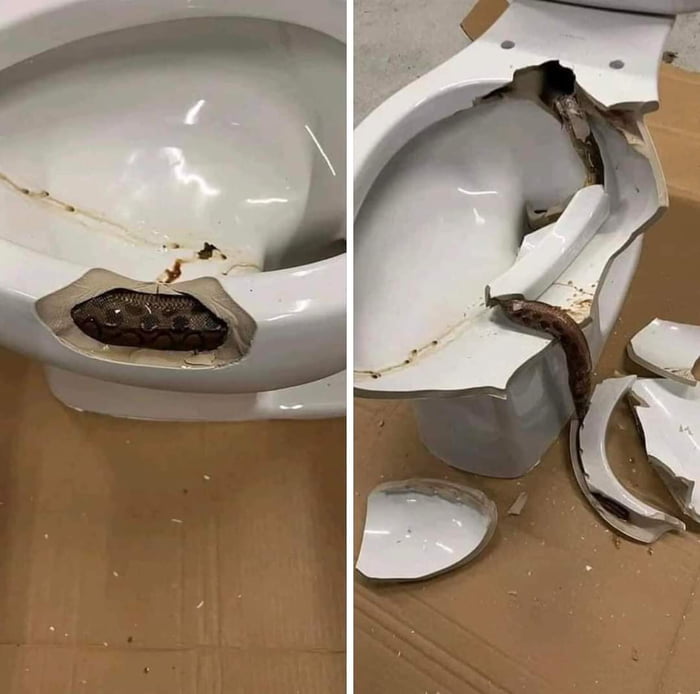 This snake found coiled inside a toilet