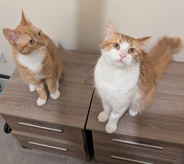 Cheebs and Cheebs jr