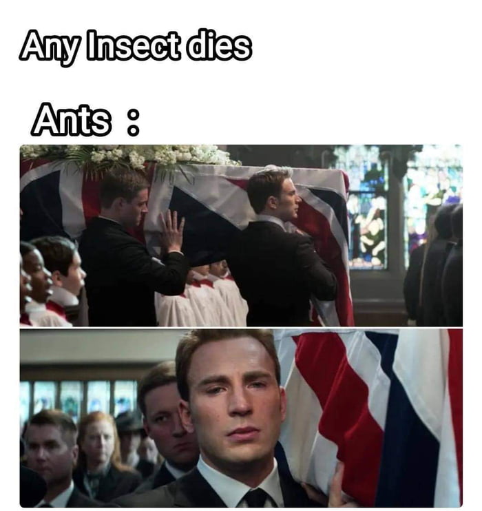 The Ants 🐜