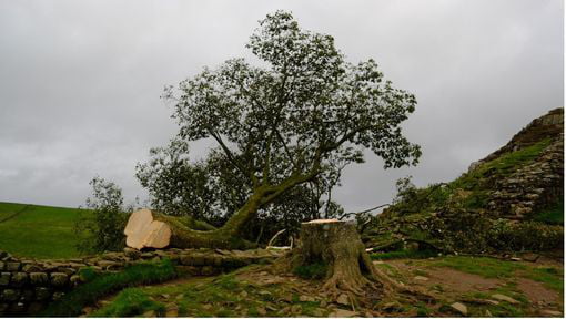 A sad day for Brits everywhere. One of the most famous trees in the UK was felled by unknown persons last night.