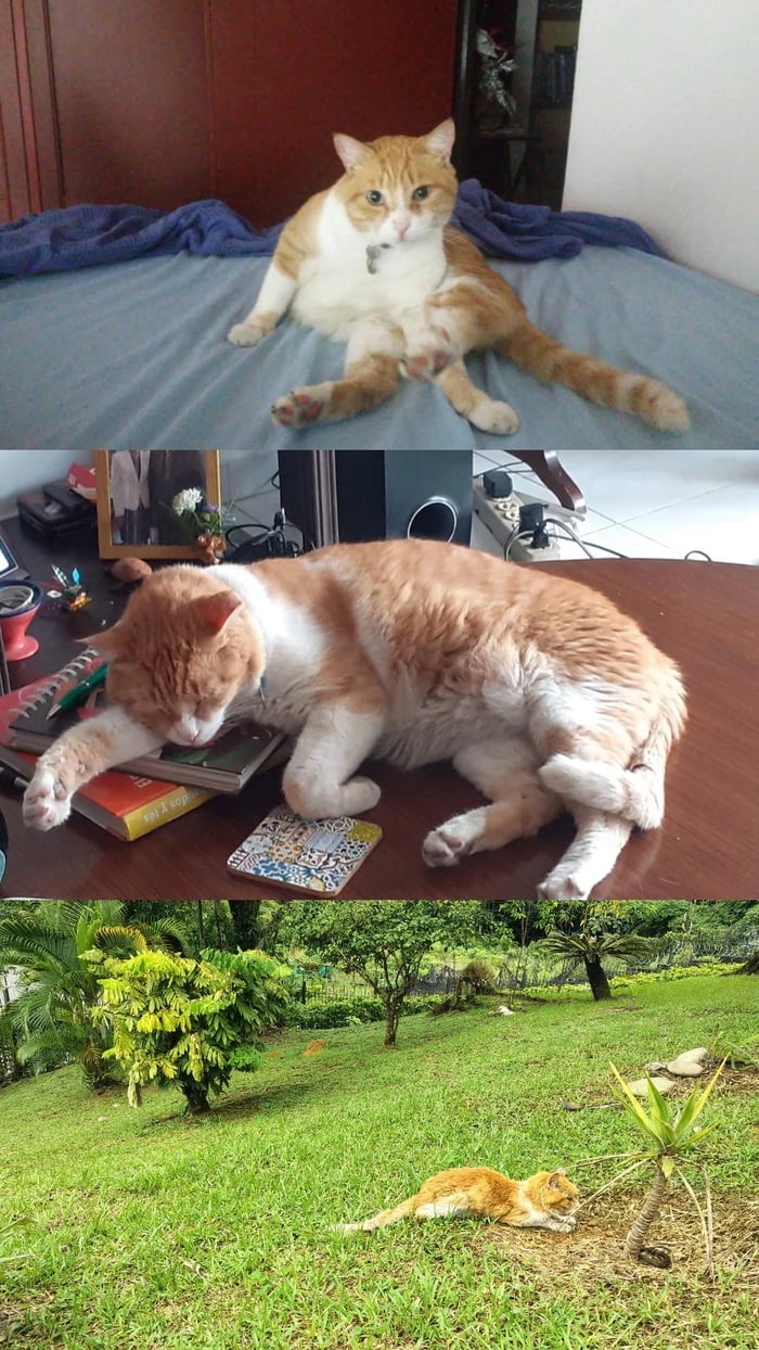 My good 14 y.o. boy has departed for the Cathalla. Please pay your respects to Monaguillo 🇦🇹 Mono was a sweet kid, but he also fought with all the guys on the block and was the king of the street.
