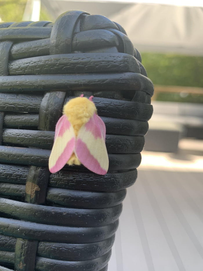 This is a Rose Maple moth, a species of silk moth (Credit: Rebecca Lavoie)