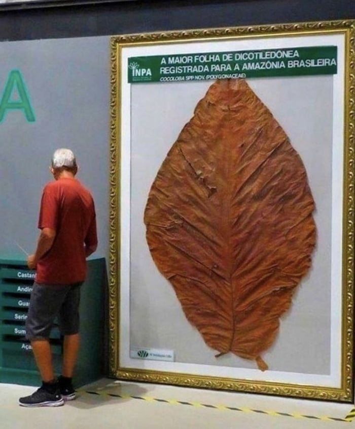 This is what the largest leaf ever found looks like.