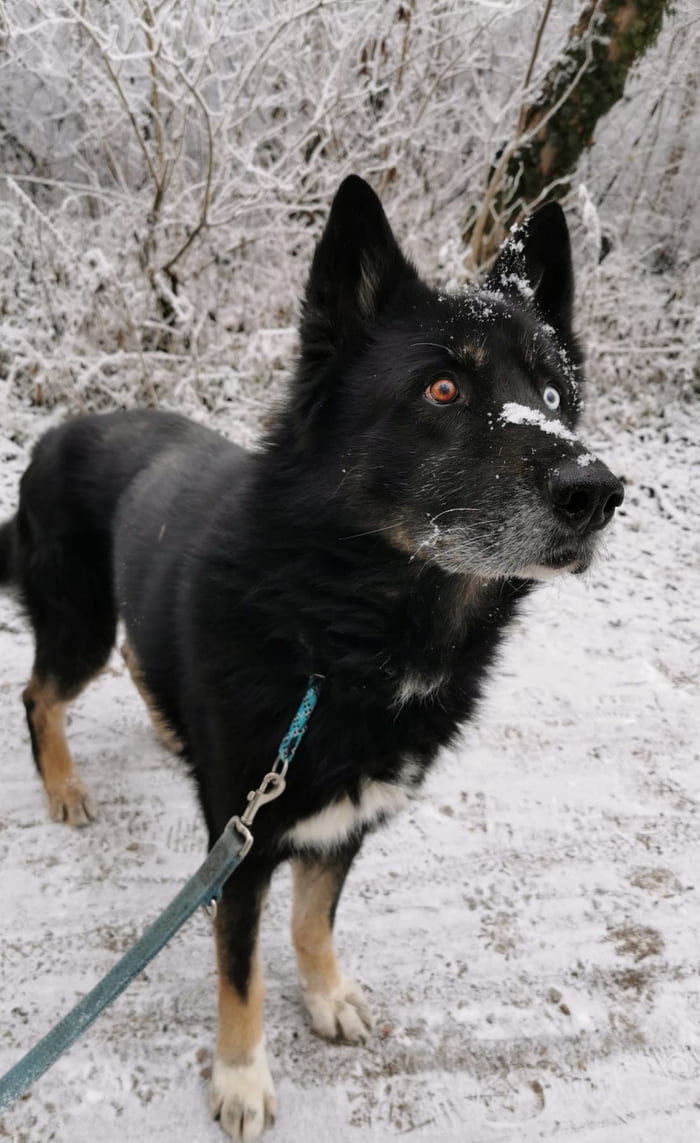 Total is a sad day. My best Friend is gone. 15 years old and you were always there for me. Thanks buddy and rest in peace.