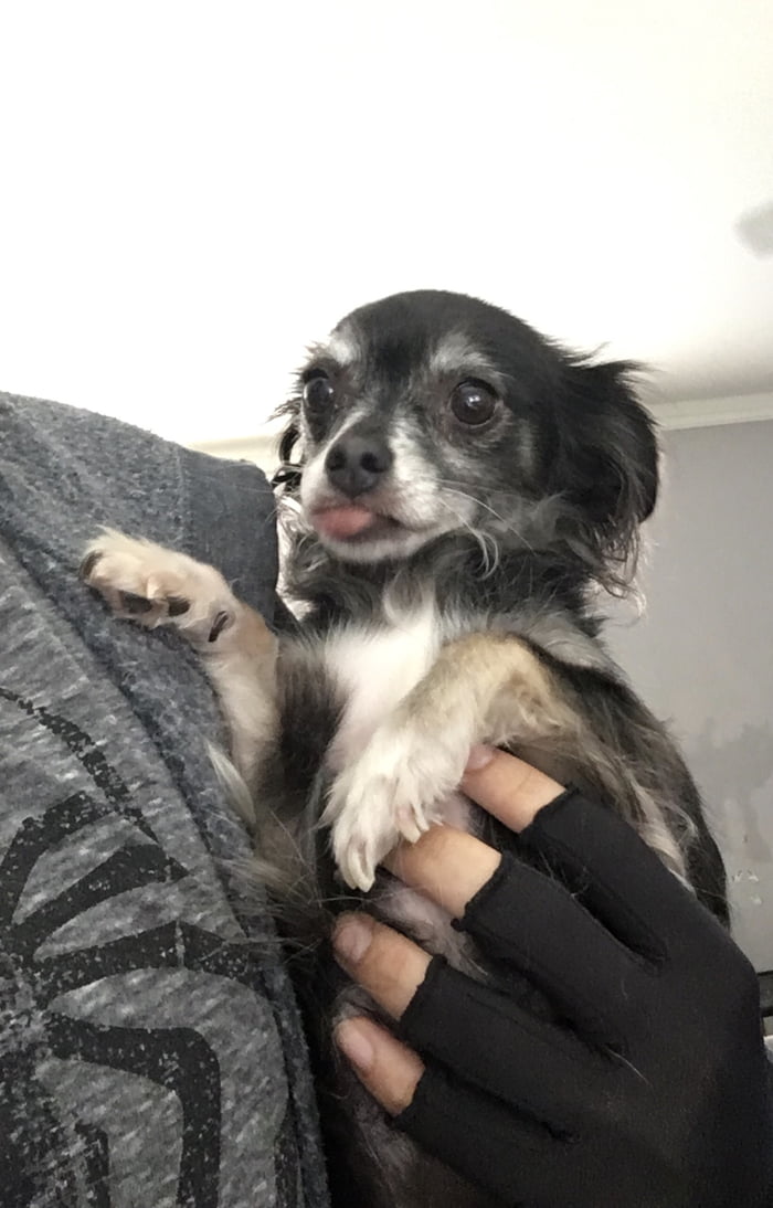 Now four years old, Lupa just keeps derping it up while still looking like a tiny old lady.