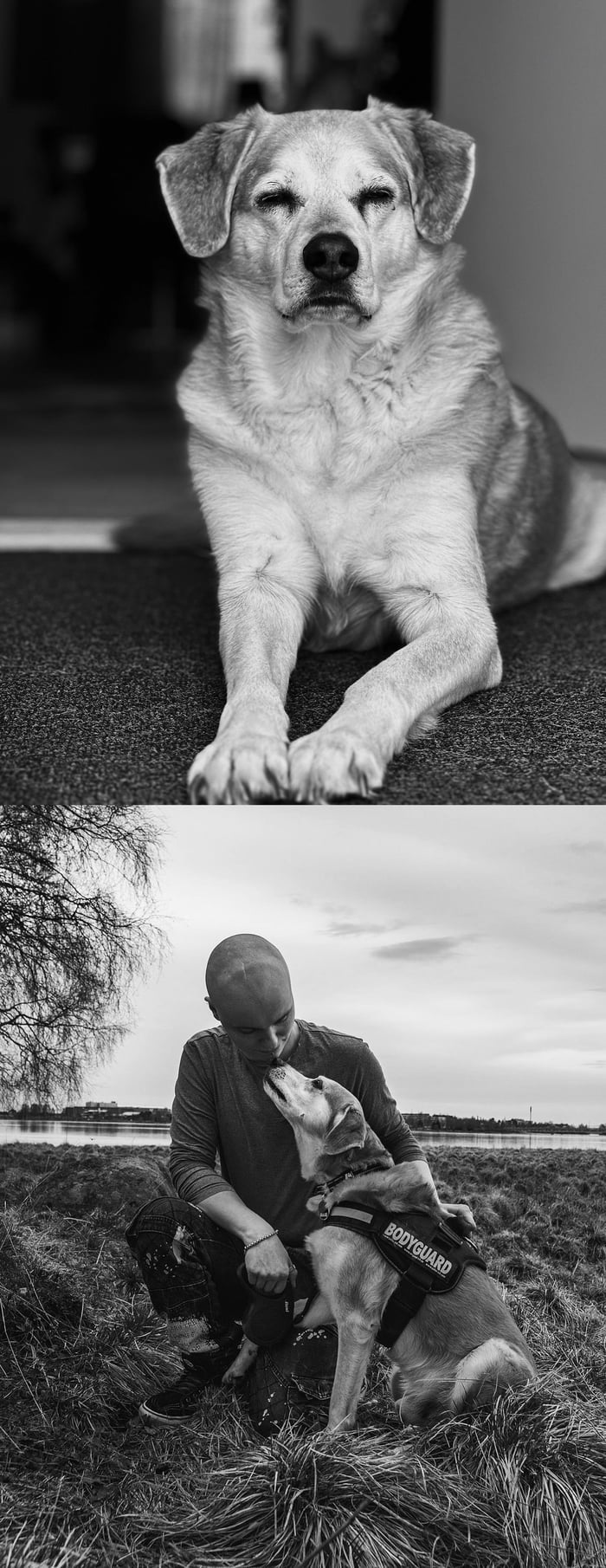 4 Days ago we needed to take our old family member on the last journey. It's been quiet in home.. I don't have any friends left to tell my&gf sorrows for losing our dog so i post here to strangers. Rest in peace Vilkki 2009-28.4.2025