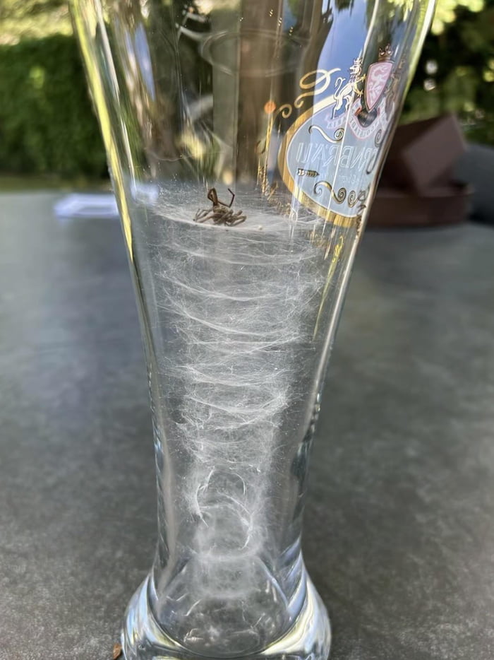 Spider tried to escape, but it ran out of silk.