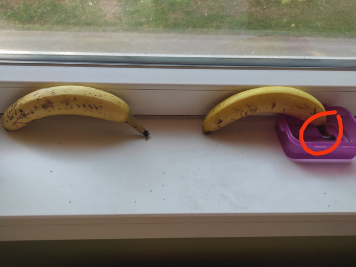 Day 4 the stem of the right one gets dark and i think it will start to rotten. Bad News for the "life hack"