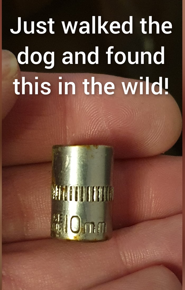 Found in the wild. I thought it was just a myth