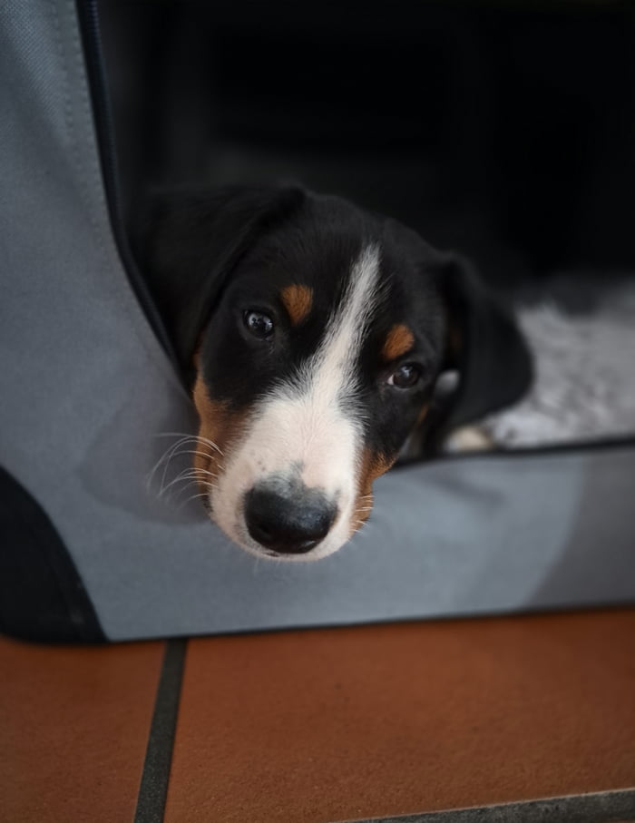 Today I got my first good boy. Name is Chewie