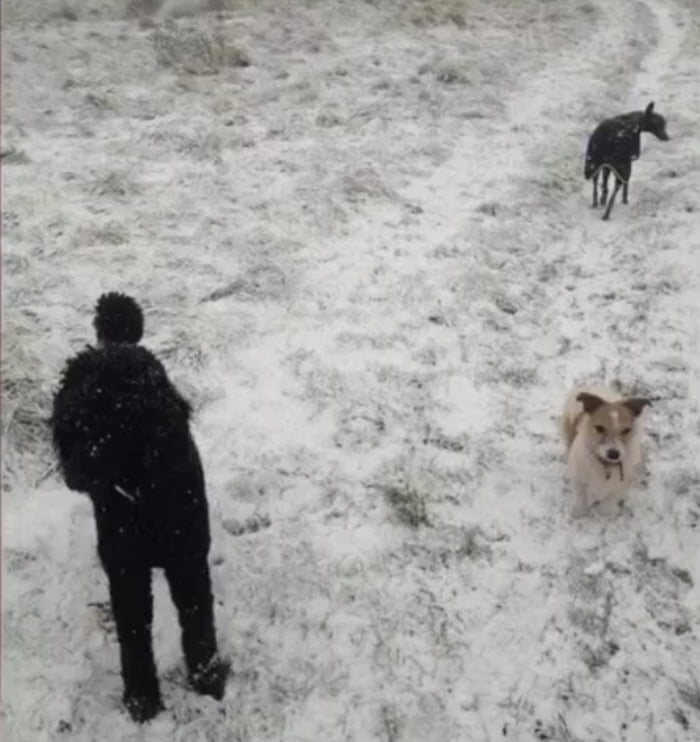 There are three dogs!!!