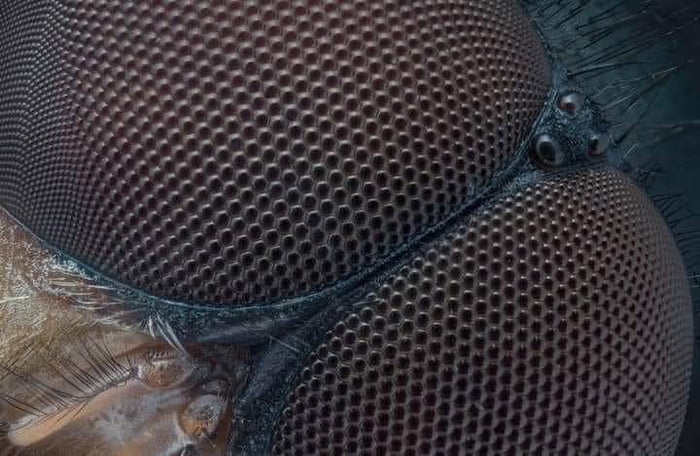 Dragonfly ultra zoomed in.