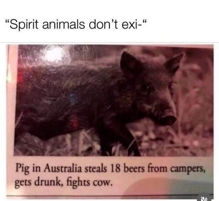 Sir Oinksalot probably walloped the crap out of that cow