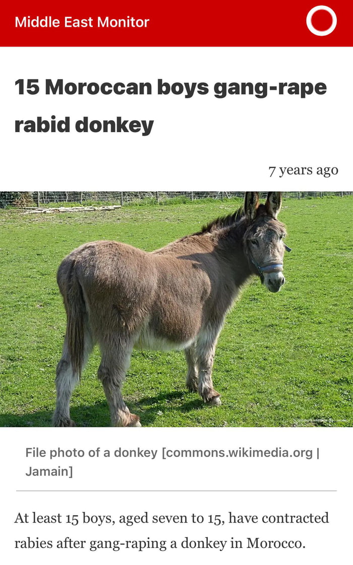 Poor donkey