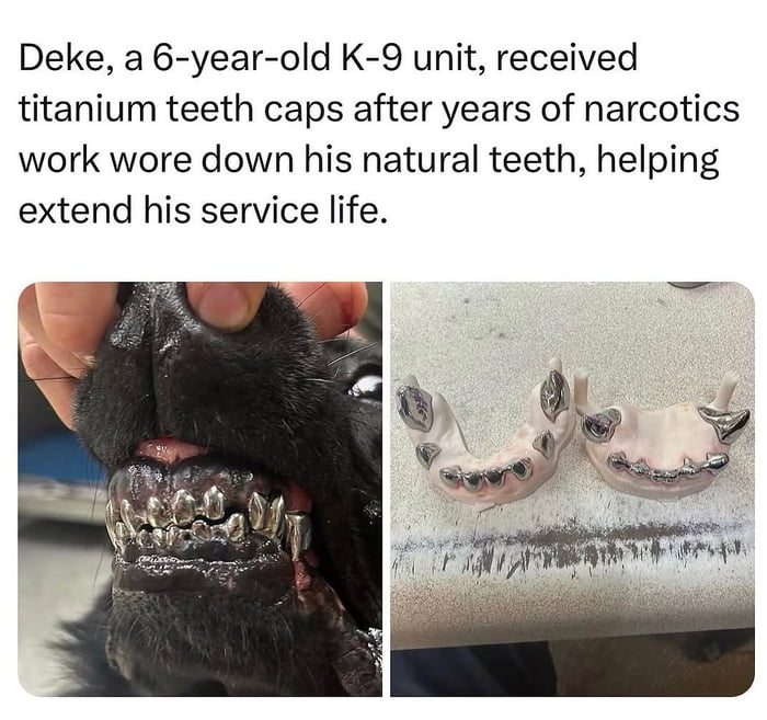 Deke's got the most expensive smile in the K-9 unit