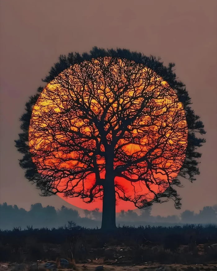 Setting sun aligns perfectly in the middle of a tree’s branches in the Netherlands. It is insanely beautiful.