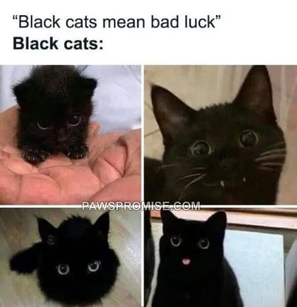 People that hate cats would not understand.