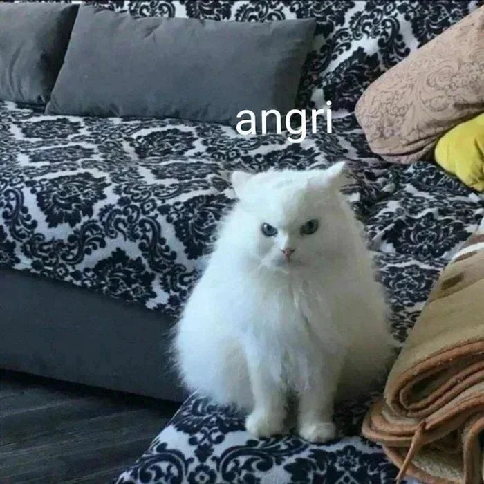 Is there any Photoshop lvl3 fire mages ? That can make this cat orange? Būt leabe the rest same