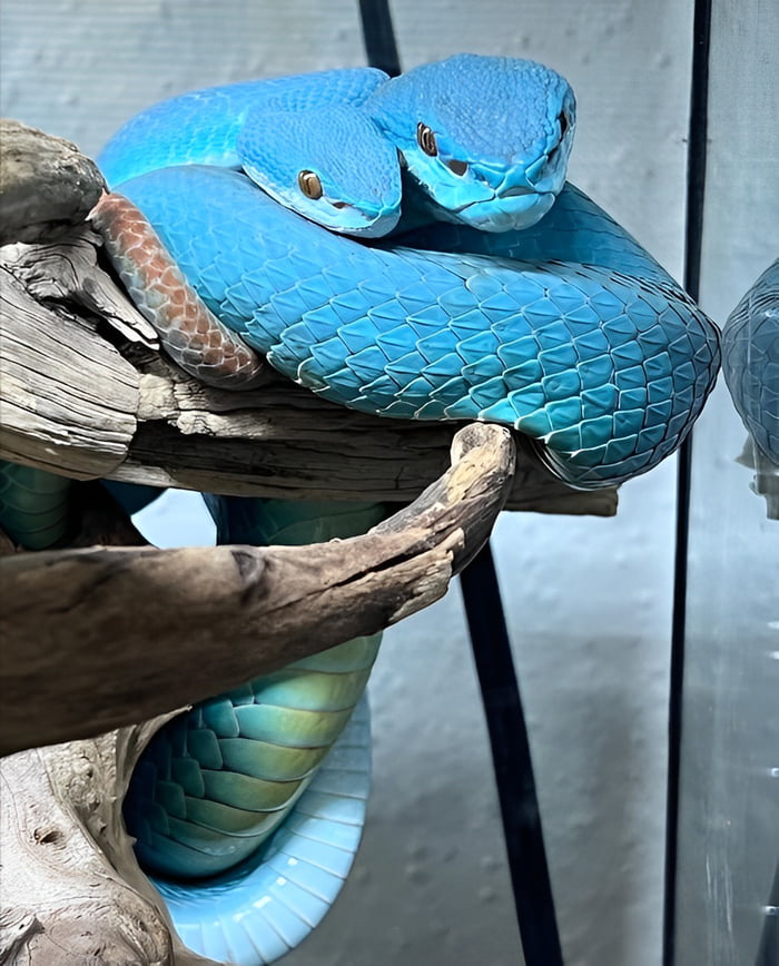 Blue pit viper