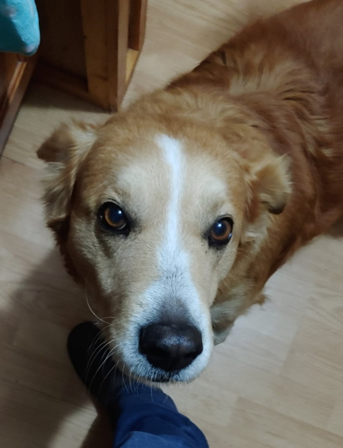 Lost my good boy who lived a full 21 years gone today. Now I'm sitting here thinking of all the good times and wanted to share his sweet face with everyone