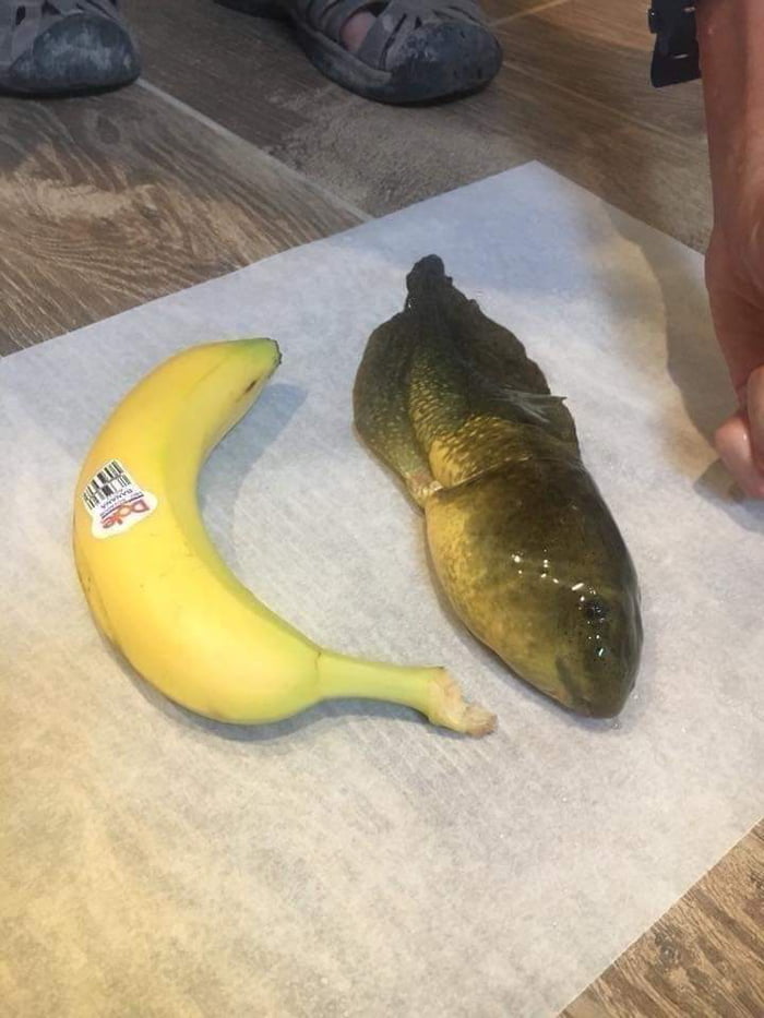 Just a 3 years old tadpole that didn't turned into a frog (banana for scale)