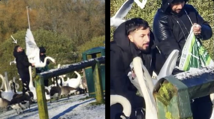 They are eating the swans - Cheshire UK