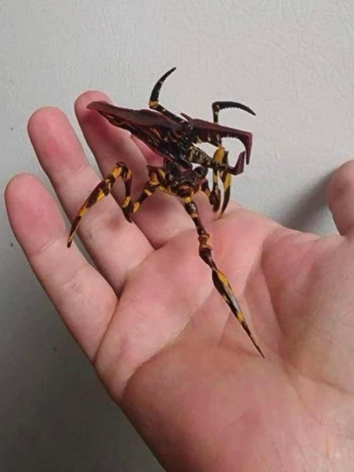 Found this under the stove.. What should I Call this cute fella?