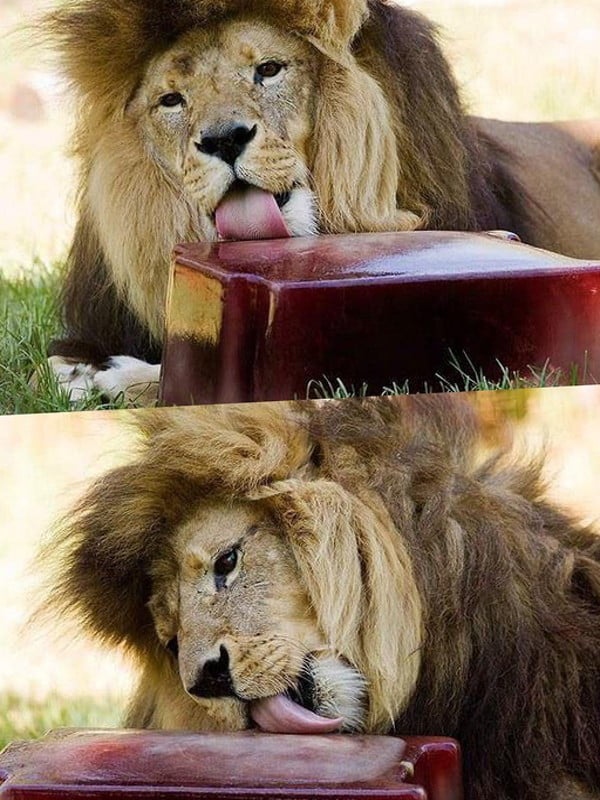 Lions were fed frozen blood during the heatwave in Melbourne