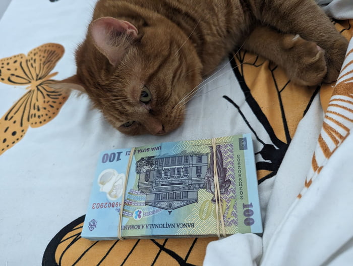 Upvoting this money cat post guarantees good financial events in the next 48h