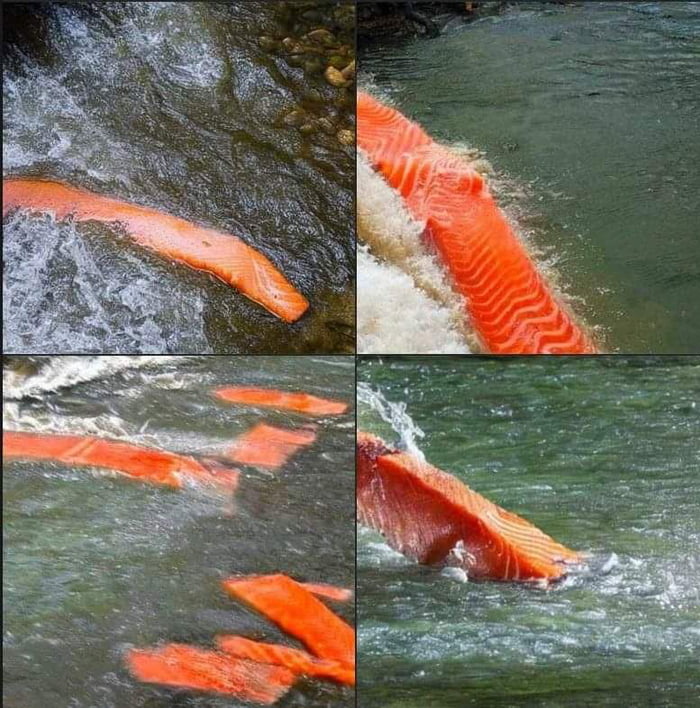Salmon in a river according to AI
