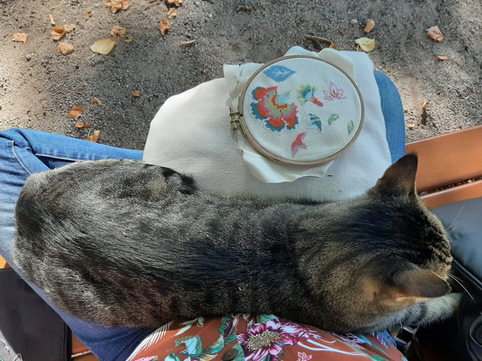 Since I don't have friends, this is where I choose to share this cool thing that happened. Was doing some embroidery in a public park this afternoon, when this distinguished gentleman decided to politely sit on my lap for more than an hour.