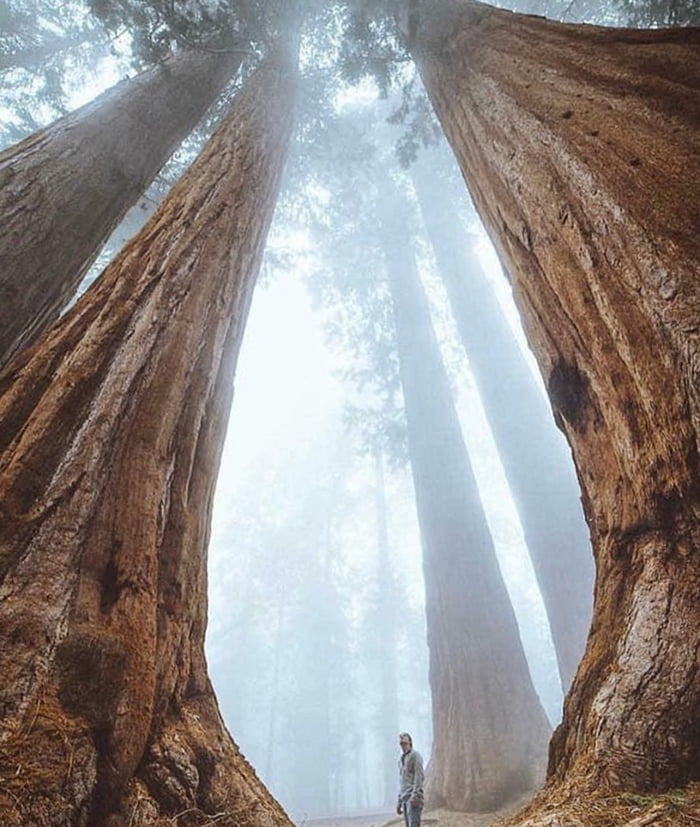 In the shadow of Sequoias