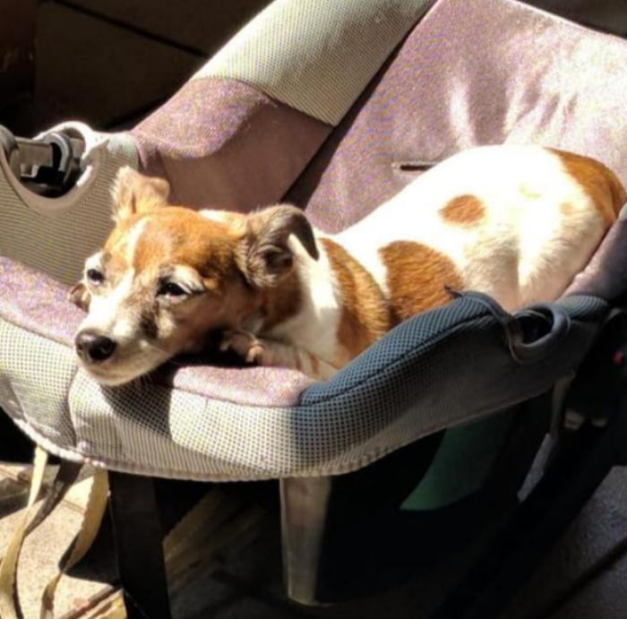 Pingo, my best buddy for the last 17 years just left us yesterday. Was the best boy that a man could have. You'll always be remembered!