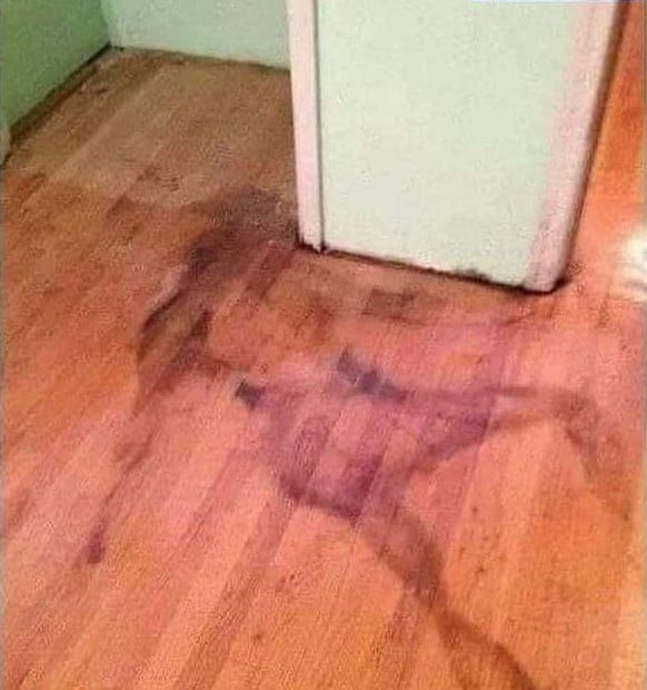 Landlord says its just water stain from the fridge. Completely normal