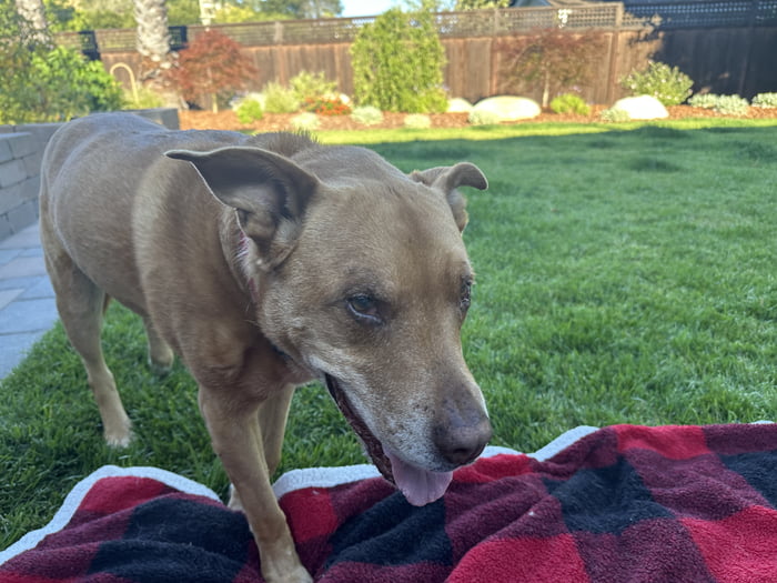 Saying goodbye to my good boy tonite after we discovered an incurable brain tumor at 13 years. The best dog we could have ever asked for. Love you so much Buster boo.