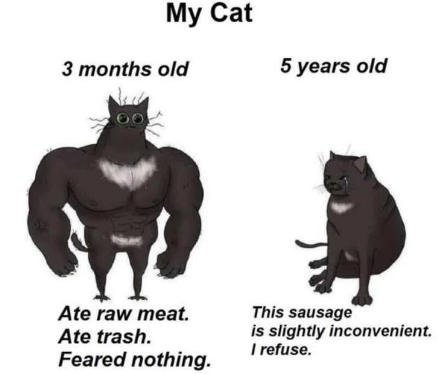 Peak evolution of a house cat
