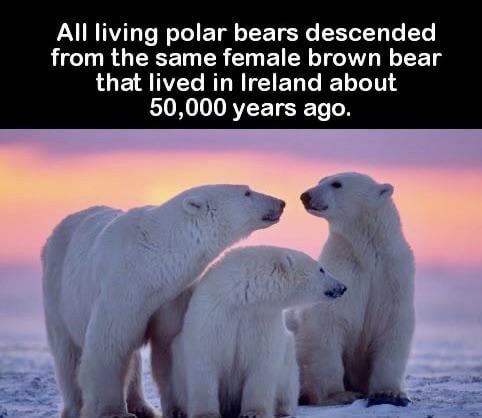 All Polar bears share one female ancestor