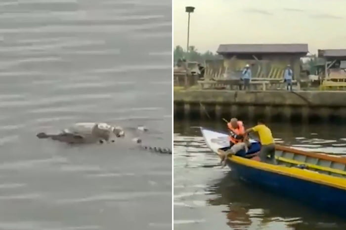 In Indonesia, a crocodile delivered the body of a drowned boy to a fishing boat. The body was "returned" after 2 days of failed search attempts. The boy's body only suffered water damage and a few superficial bite marks made when the croc used its ma