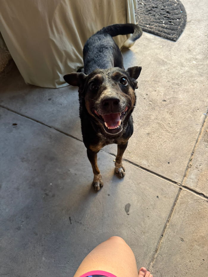 I found this guy, I will keep him and call him churro give him love!