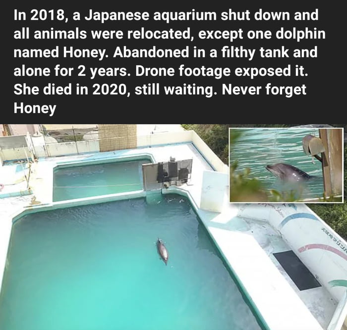 Honey the dolphin deserved better