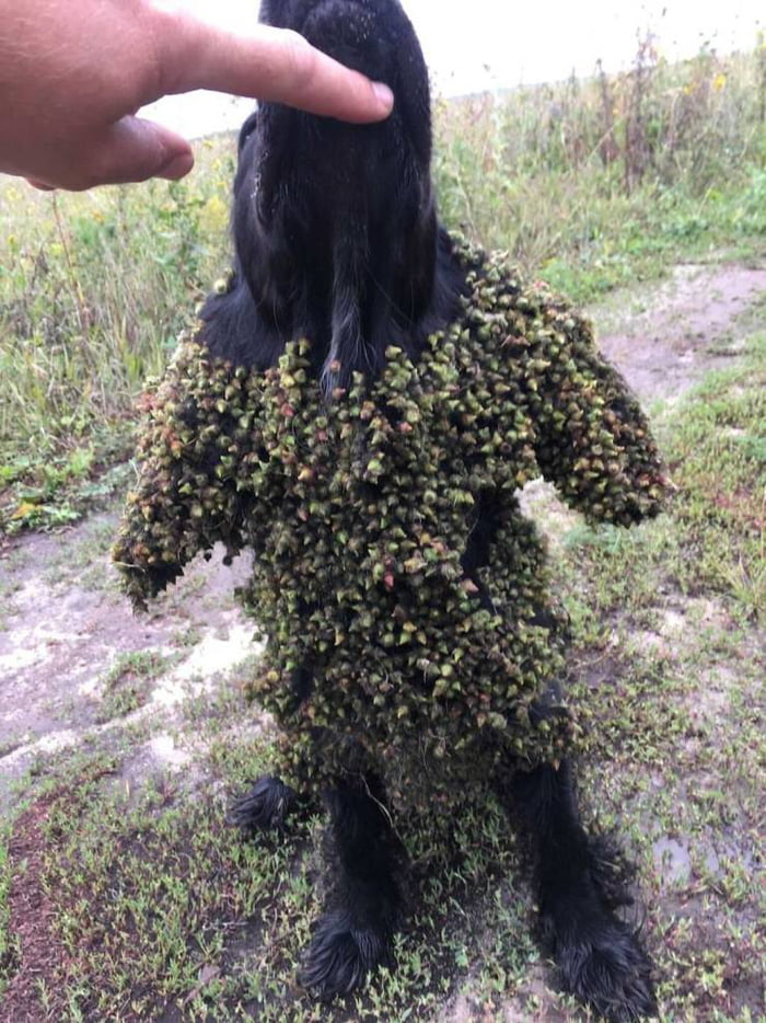 Not funny doggo